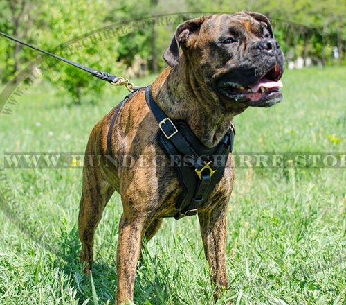 Boxer mit Hundegeschirr Luxus Leder