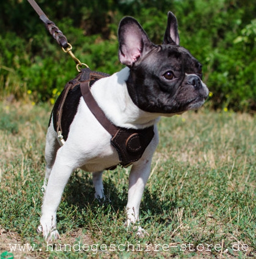 Leder Hundegeschirr, praktisch