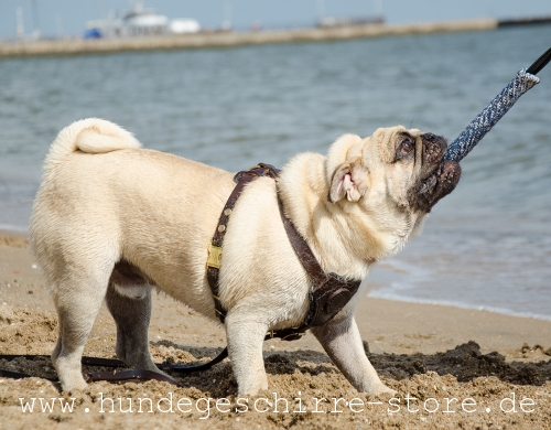 Leder Hundegeschirr, praktisch