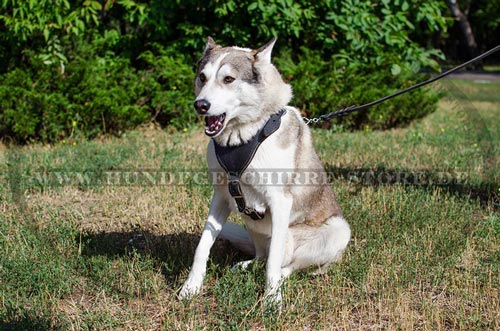 Laufgeschirr fuer Laika, Hundegeschirr fuer Dienstarbeit