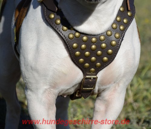 Bulldogge Geschirr Leder kaufen