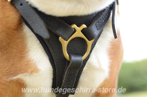 leather harness for tracking Bulldog