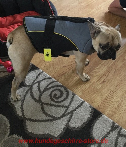 Bulldog Pinscher dog harness nylon with warm padding