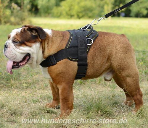 Laufgeschirr Bulldogge