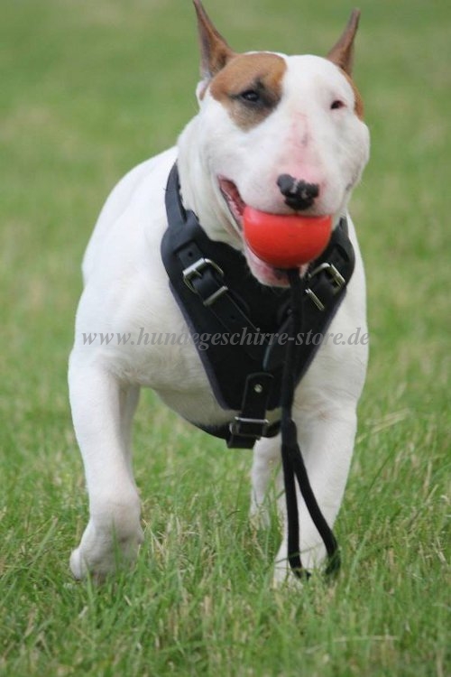 Bullterrier Chest Harness padded