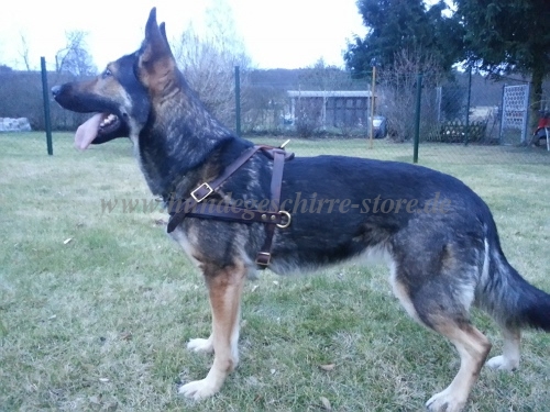 Brustgeschirr fuer
Schäferhund, Pulling Sport