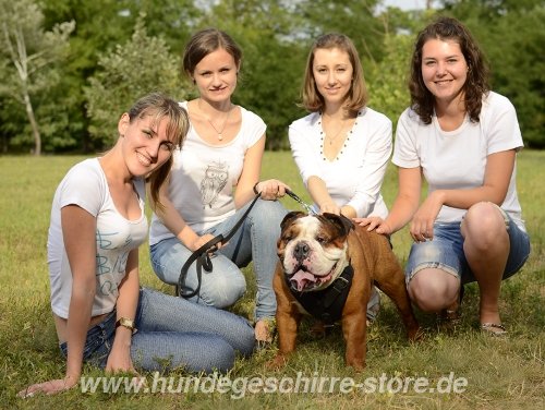 Bulldogge GEschirr Gepolstert