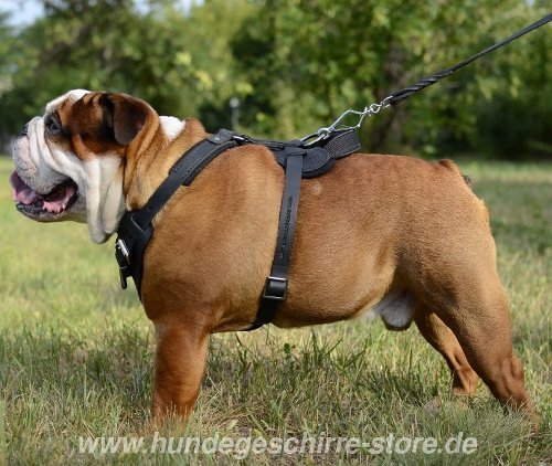 Bulldogge GEschirr Gepolstert