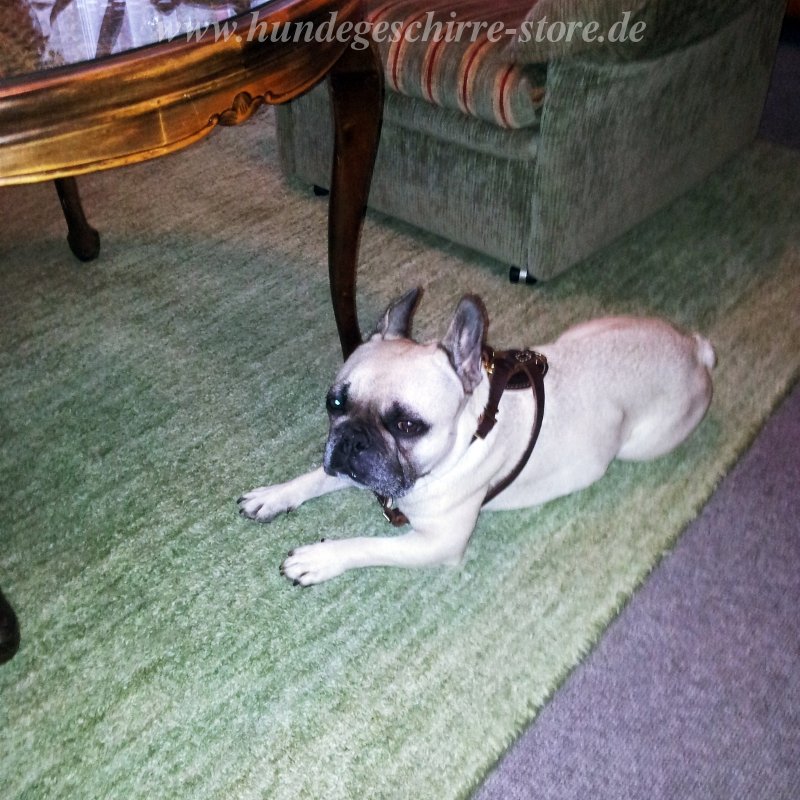 Gepolstertes Hundegeschirr für Franzoesische Bulldogge €719 ~ Gepolstertes Hundegeschirr für Franzoesische Bulldogge €719 ~ Geschirr Französische Bulldogge