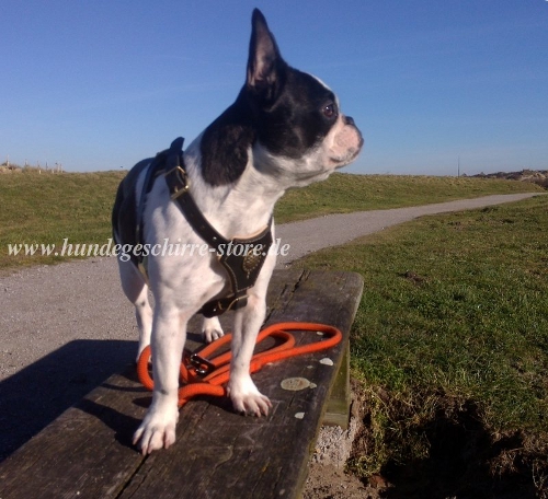 Royal Padded Harness for Boston Terrier berlin