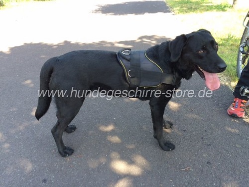 geschirr labrador retriever berlin