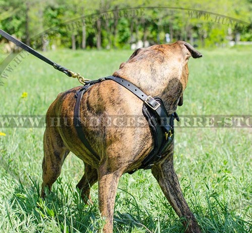 Boxer mit Hundegeschirr Stark Leder