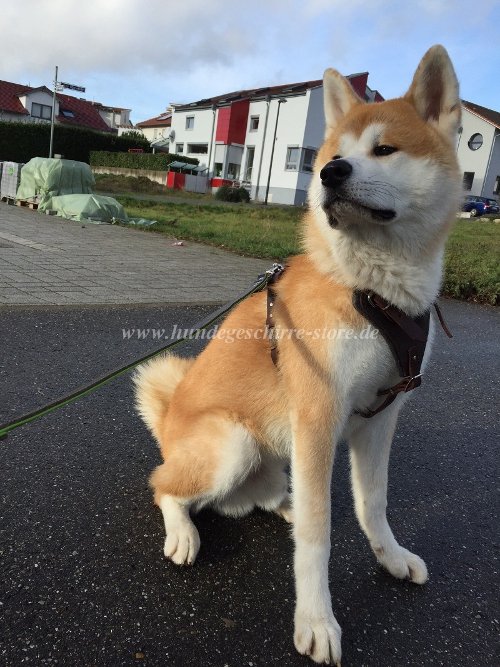 hundegeschirr leder akita berlin