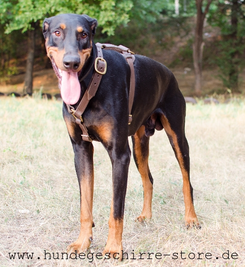 gut bearbeitetes Leder Hundegeschirr