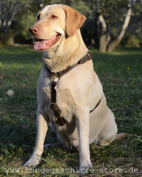  Hundegeschirr Leder am Labrador