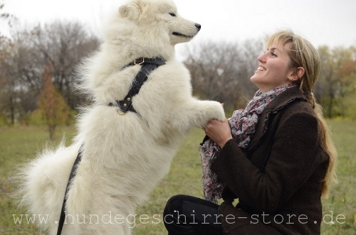 Hundegeschirr Leder am Samoyed