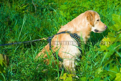 Leder Hundegeschirr, gut bearbeitet