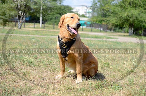 Hundegeschirr aus Leder, stark