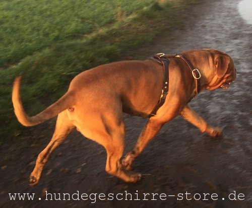 Hundegeschirr Leder, schön