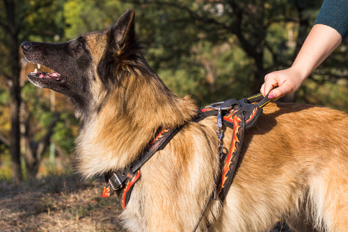 Hundegeschirr aus Leder, prächtig