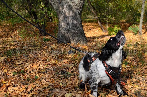 Hundegeschirr aus Leder, strapazierfähig