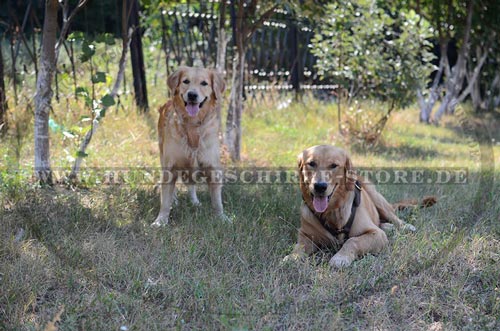 praktisches Leder Hundegeschirr