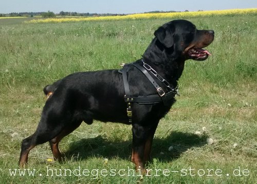 Leder Hundegeschirr bequem sicher