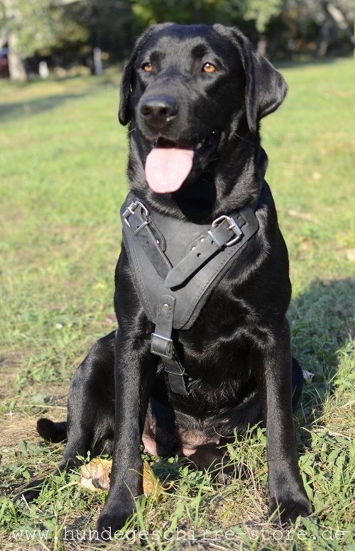 originelles Hundegeschirr aus Leder