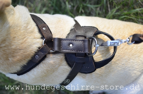 Hundegeschirr Leder, stilvoll