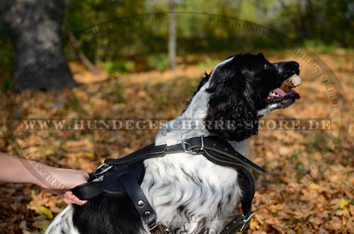 Leder Hundegeschirr mit rostfreiem Beschlag