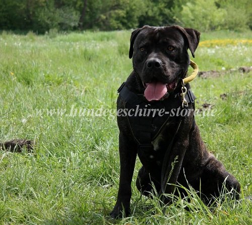 hundegeschirr canicross bandog berlin