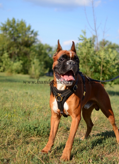 Leder Hundegeschirr für Ausläufe