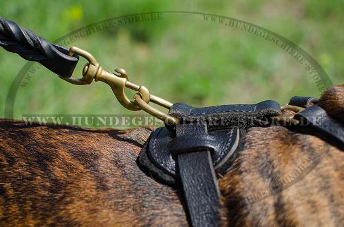 Boxer mit Hundegeschirr GEPOLSTERT Leder