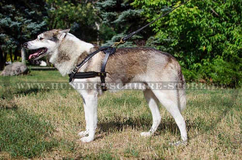 geschirr Laika, zuggeschirr husky