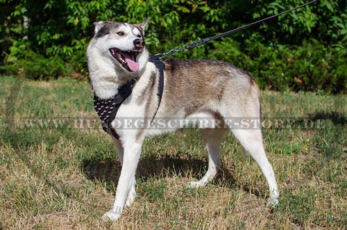 Laika Geschirr Leder mit Spikes