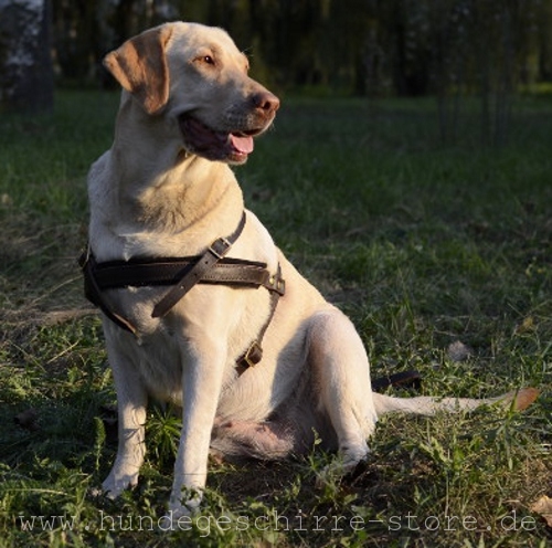 Hundegeschirr Leder, verstellbar