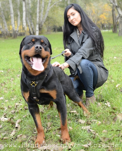 Leder Hundegeschirr, dauerhaft