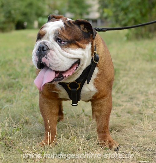 Bulldog run harness leather