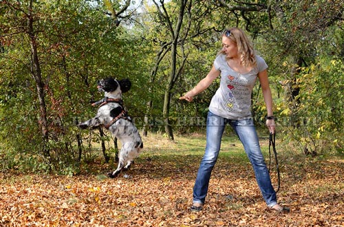 handgenähtes Leder Hundegeschirr