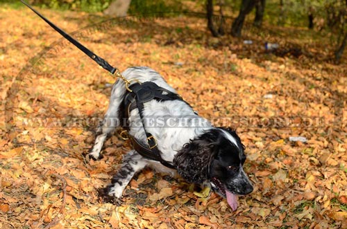 Hundegeschirr aus
Leder, verstärkt