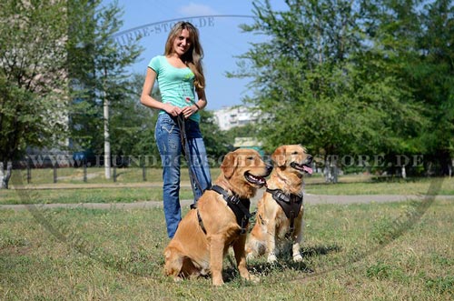 Leder Hundegeschirr, originell