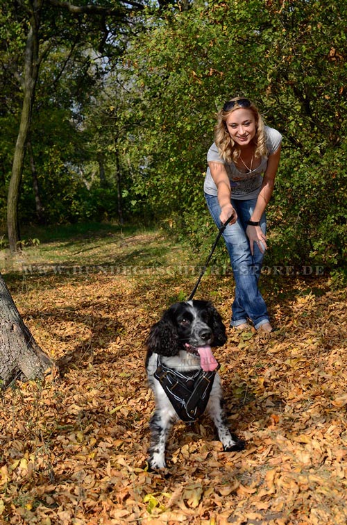 Leder Hundegeschirr, durchgenäht