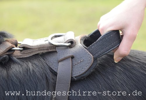 Hundegeschirr Leder mit rostbeständigen Zubehörteilen