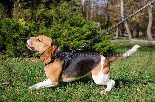 Leder Hundegeschirr mit verstellbarer Größe