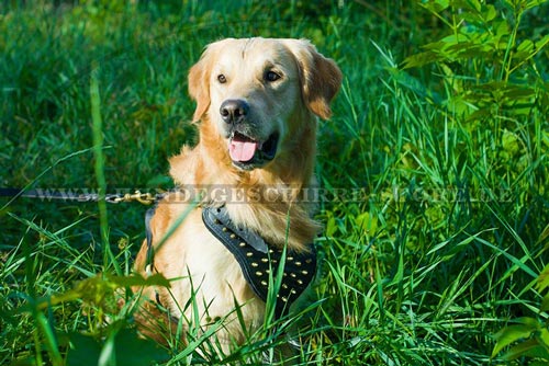  Hundegeschirr aus Leder, strapazierfähig