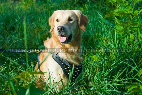  Hundegeschirr aus Leder, strapazierfähig