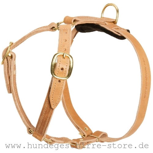 Leder Hundegeschirr, praktisch