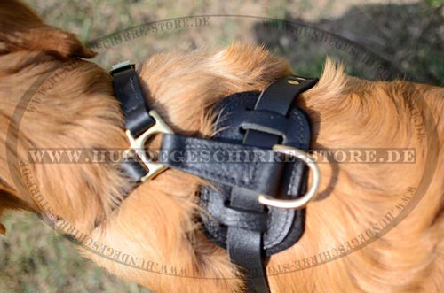 Leder Hundegeschirr, dauerhaft