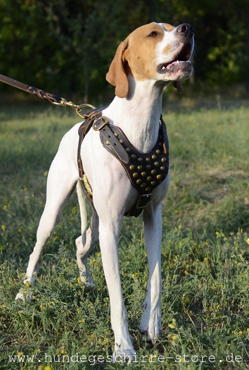  Hundegeschirr Leder, vernietet