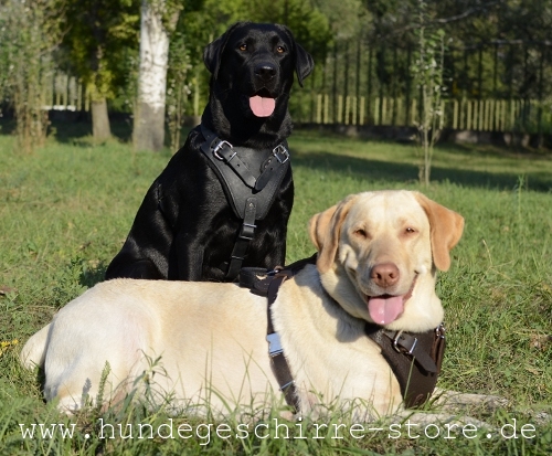 Leder Hundegeschirr, ungewöhnlich